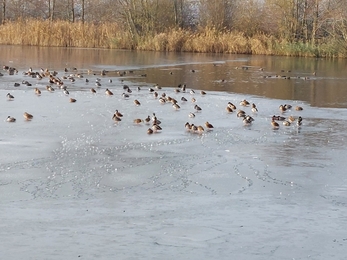 Ducks sit on ice at Newdigate Brickworks