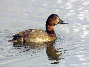 Female Pochard