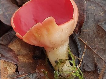 Scarlet elf cup fungi
