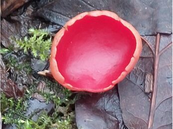 Ruby elf cup