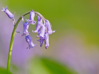 Native bluebell