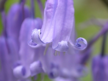 Native bluebell