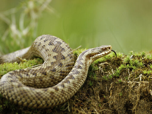 Adders Rothbury Mapping the Lost Range of Surrey’s Adders | Surrey Wildlife Trust
