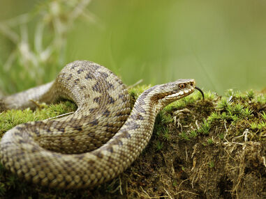 Mapping the Lost Range of Surrey’s Adders | Surrey Wildlife Trust