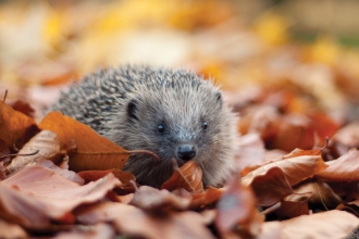 Hedgehog