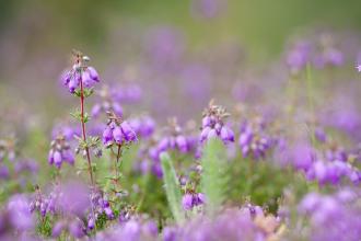 Bell heather