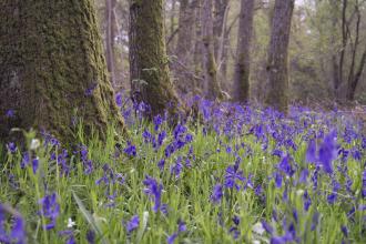 Bluebell wood in Surrey