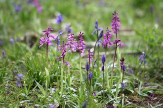 Early purple orchids