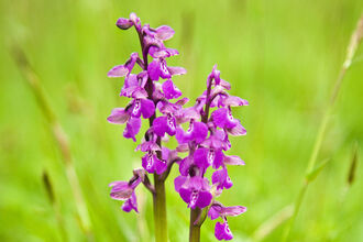 Green winged orchid