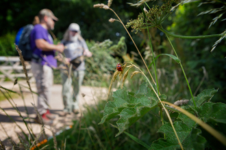 Hedgerow Survey