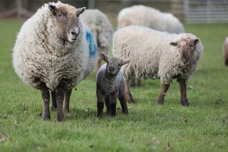 Hill Radnor sheep and lamb