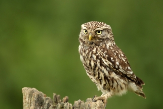 Little owl