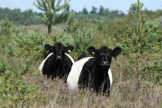 Belted Galloway on heathland