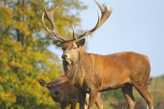 Red deer