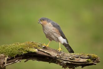 Sparrowhawk stood on a tree branch