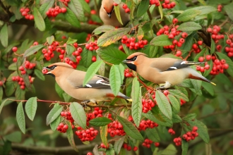 Waxwing