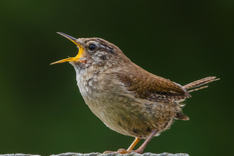 Wren singing