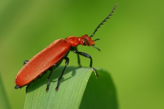 Red-headed Cardinal Beetle