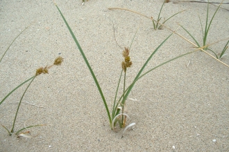 Sand Sedge