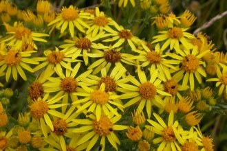 Common Ragwort