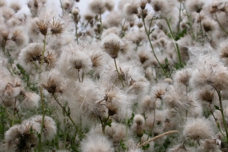 Creeping Thistle