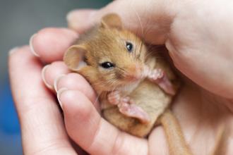 Dormouse in hands
