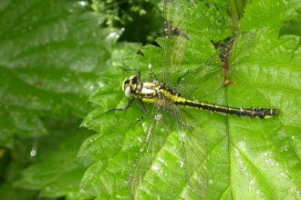 Common Clubtail