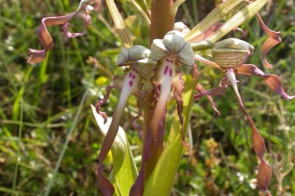 Lizard Orchid