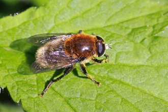 Narcissus Bulb Fly