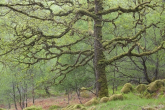 Sessile Oak