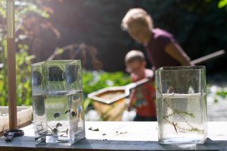 Pond dipping at Bay Pond