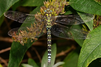 Southern Hawker