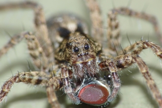 Wolf Spider