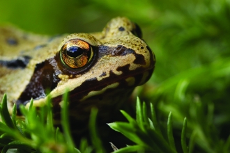 Common frog