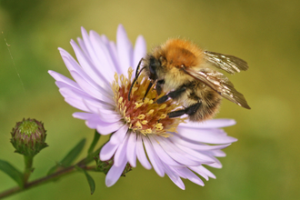 Bee on aster