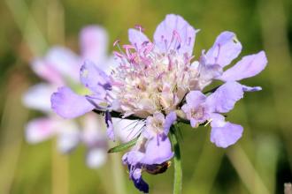 Small scabious