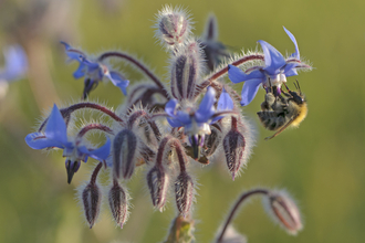 Bumble bee on borage