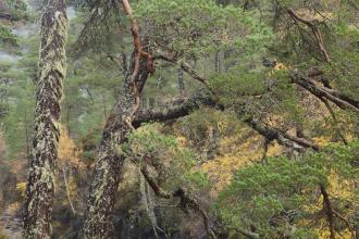 Scotts Pine