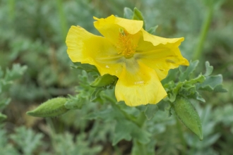 Yellow-horned Poppy