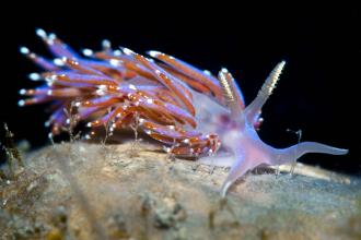 Nudibranch (sea slug)