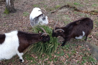 Goats eating christmas trees