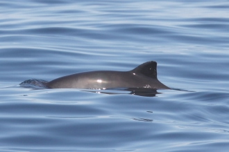 Harbour Porpoise