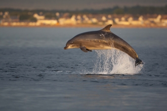 Bottlenose Dolphin