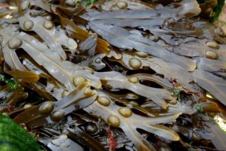 Bladder wrack