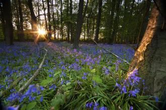 Bluebell wood