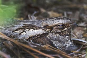 Nightjar