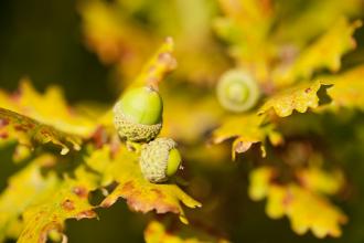 Oak leaves