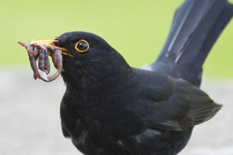 Black bird with worm