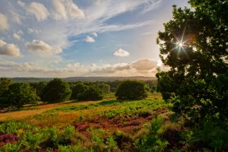 Puttenham Common