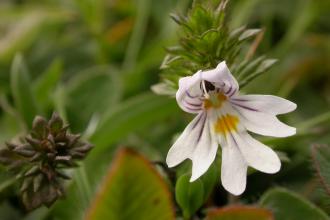 Eyebright